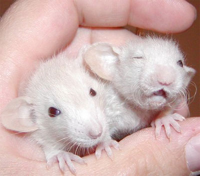 mice - 2 white baby mice