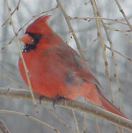 The Male Cardinal - Illinois State bird. Beautiful, bouyant red color. A singer.