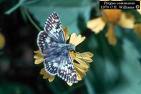 Butterflies - Aren't they just sooo lovely with th - Butterflies - Aren't they just sooo lovely with their vivid colors ?