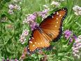 Butterflies - Aren't they just sooo lovely with th - Butterflies - Aren't they just sooo lovely with their vivid colors ?