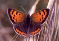 Butterflies - Aren't they just sooo lovely with th - Butterflies - Aren't they just sooo lovely with their vivid colors ?