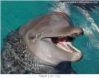 dolphins - smartest sea mammal ever