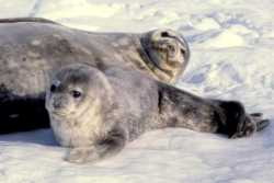 Animals on Antarctica - I like animals. But I want to see animals on Antarctica. What do you about this animals. These seals are so nicely isnt it?