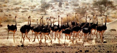 Ostrichs - You could meet them in the desert in Agadez the north side of my country.