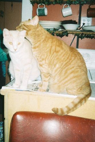 Tigg about to knock Nor off the counter - 2 cats