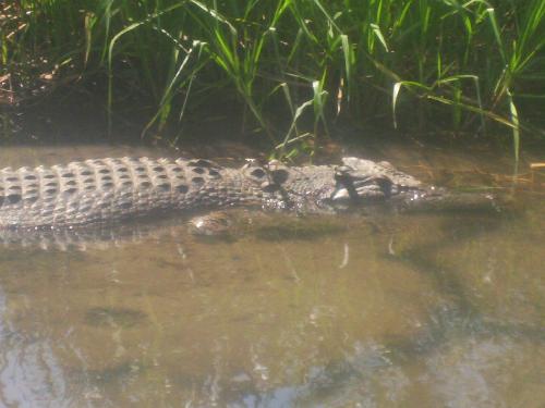 just a photo - one of our locals