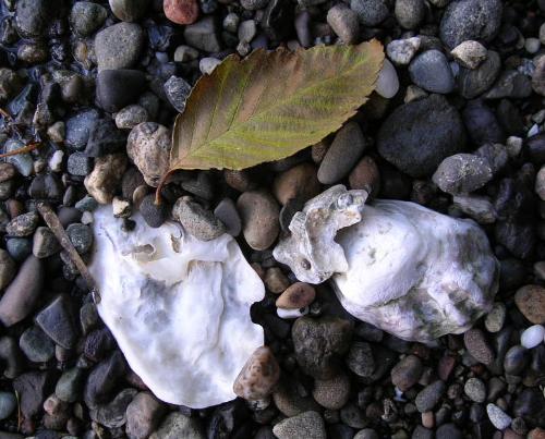 Oyster shells and leaf on the beach, autumn - These objects were not 'arranged' by me... this is how I came across them. Nature is as good at art as any of us.