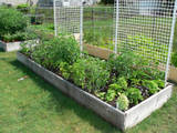 Fresh Herbs! - Fresh picked herbs are the best