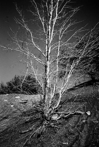 Lone Tree - This is a lone tree that I found in an abandoned mining area. The area was devoid of life...no grass, no trees, no animals...just dirt and mud. We were driving along and saw this lonely tree standing proudly on the hillside. It speaks to me of strength and beauty.