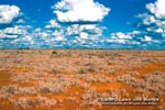 SaltBush Plains Poetry! - A poem about Australia's Saltbuh Plains by Kevi Magher