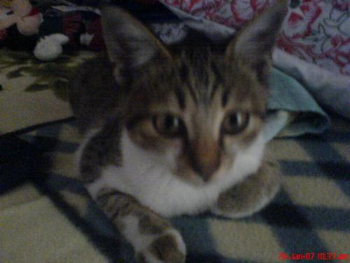 my cat named clover - she's so cute... loving and huggable :)