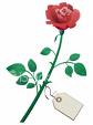 flower with message for the person that you loved - A flower of love that makes you realize your capabilities when it comes to love flower with message for the person that you loved - A flower of love that makes you realize your capabilities when it comes to love