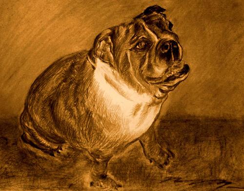 Doggie Nude Drawing - Hi, This is my drawing about my friend's bulldog. She's really cute and I just had an inspiration to draw her photo. Anyway, the real drawing of the doggie is in color pencil but I edited in the photoshop and translated it to unsaturated color. Anyway, just give me a comment. How can I improve my drawing? Thanks