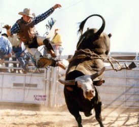 PBR Tour - rodeo rider gets bucked off
