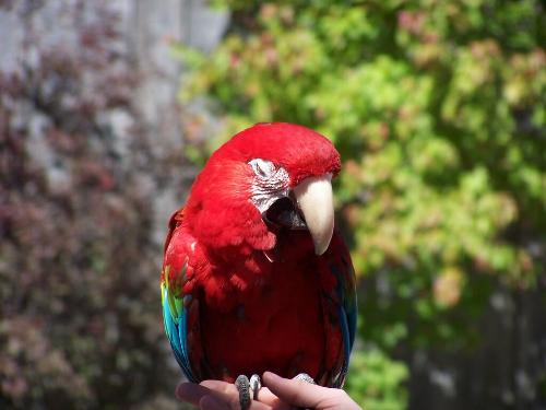 A parrot - A cute parrot