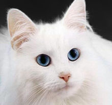 White Cat - see white cat 
at photo