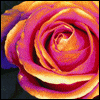 flower avatar - flower avatar.. seems so true..