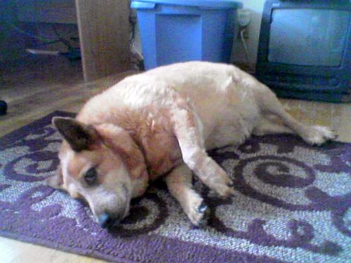 Blue Laying Down - This is my blind baby, Blue, just laying down and relaxing.