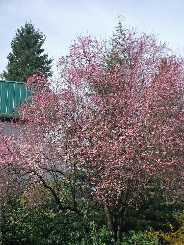 cherry tree out side tha complex front door - There is a hawthorn tree, and a cherry tree right at the end of the parking lot next to our front door. They are in full bloom, and so beautiful