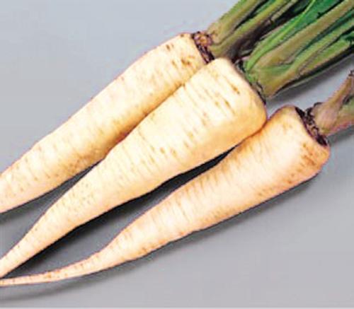 parsley - Parsley roots