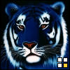 blue tiger - amazing pic