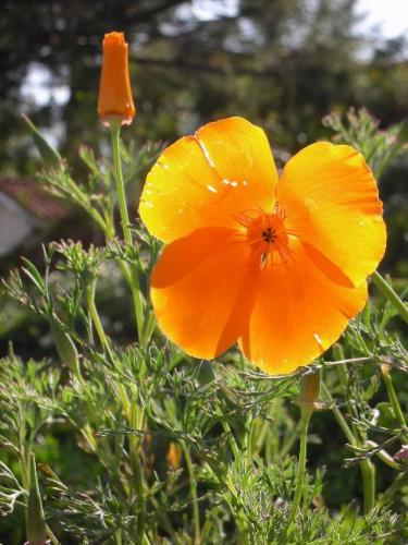 Possible Poppy - Orange flower, possibly a poppy