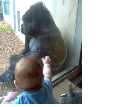 first trip to the zoo - The gorilla looked at Ethan. Ethan looked at the gorilla. "Wow, you&#039;re a lot more hairy than Daddy!"