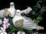 Wedding Doves - A wedding isn't complete without these two white doves.