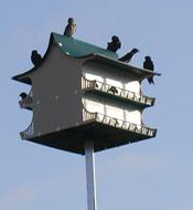 Purple Martin House - So many unique styles - they make you think of miniature architectures. Do you have a purple martin house on your property? how long before a colony established itself? Purple Martin House - So many unique styles - they make you think of miniature architectures. Do you have a purple martin house on your property? how long before a colony established itself?