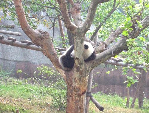 Sleepy Panda - The photo was taken in Chengdu Research Base of Giant Panda in April 2006. The little giant panda was sleeping on a tree, when it suddenly opened its eyes. After this cute yawn, it fell quickly in sleep again.