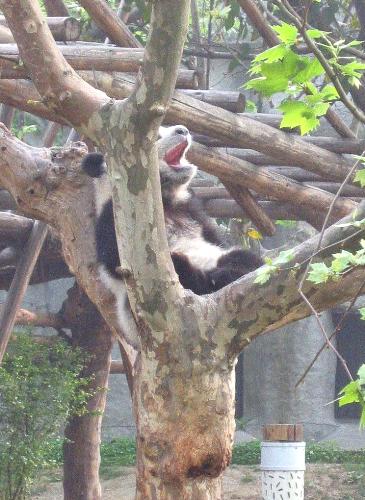 Yawning Panda - Sorry, I mean this yawn...