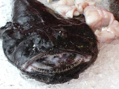 Monkfish - The monkfish is related to the angler fish and almost as 'ugly' those teeth! that leathery skin and those blind eyes. You won't see me puckering up to one of these.