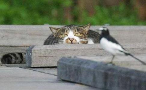 Cats - Cat bird stalking