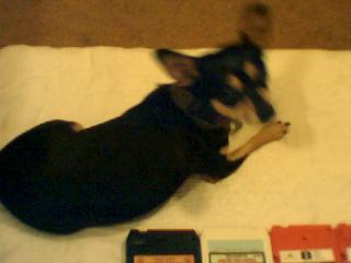 My cute little chihuahua, Doberman. - This is a picture of my chihuahua. His name is Doberman Melvin. Yes, I gave him a middle name. All my dogs have middle names. He is 6 years old and spoiled rotten.