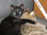 cats and there foods - tainted cat food