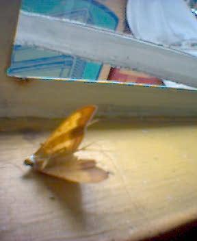found dead one morning - This moth flew almost endless during another sleepless night at the printshop. By morning, I found its lifeless husk overturned under the sunlight passing through the translucent window pane.  Things wane. Like the moth, I live like there is no tommorow.