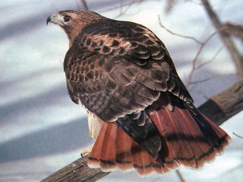 Red-Tailed Hawk - This is a picture of a red-tailed hawk perching on a branch. It's a really good view of the tail plumage. Red-Tailed Hawk - This is a picture of a red-tailed hawk perching on a branch. It's a really good view of the tail plumage.