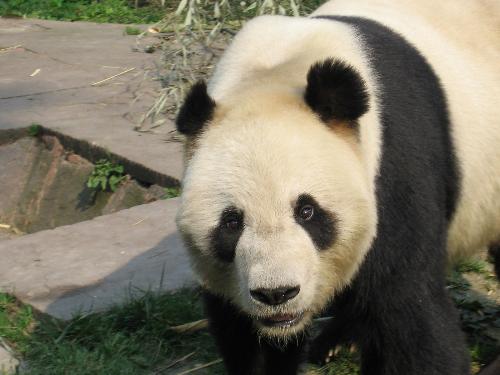 panda - How cute it is!i really love it
