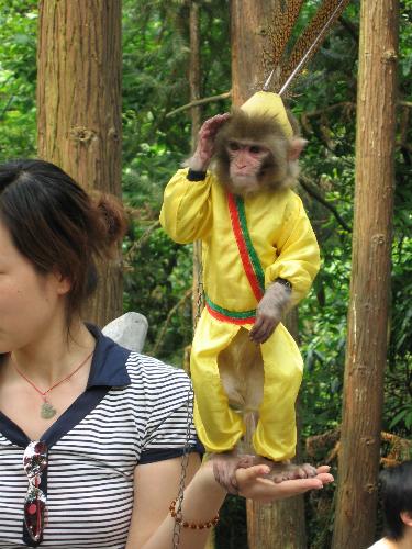 monkey - a lovely monkey