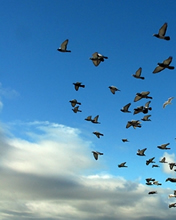 fly - pic
