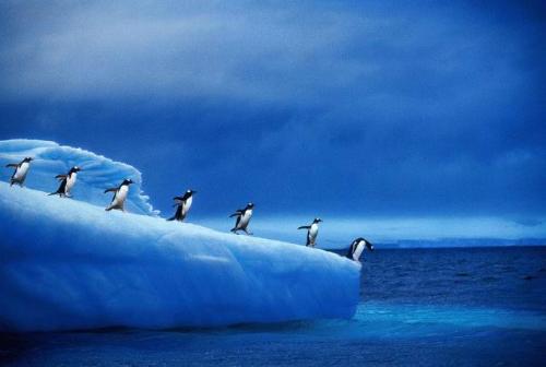 penquin - Good one to seee