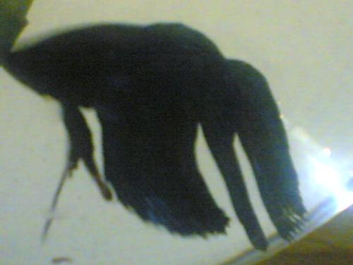 dark silhoutte - my fish's fins..