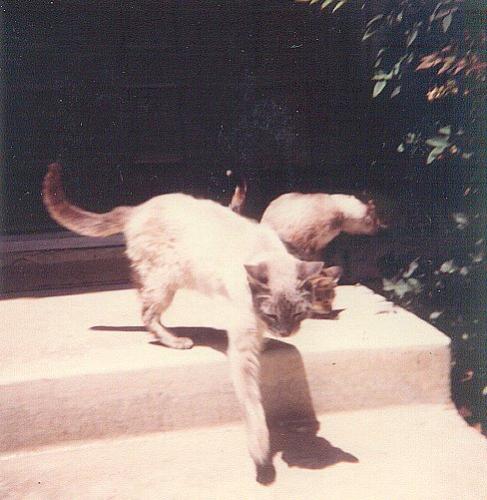 Sheba - Here's one of my many cat pictures.