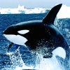 whales - This rare creature is magnificient on its dive in deep blue ocean. How wonderful indeed to have such creature in our oceans all over the world? We all need to protect this specie as part of our program to maintain the beauty of nature and its inhabitants.