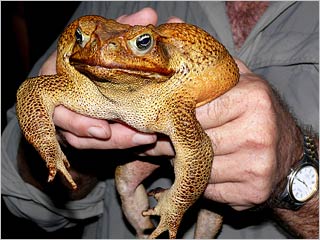toxic cane toad - These toads have proven fatal to Australia's delicate ecosystems.