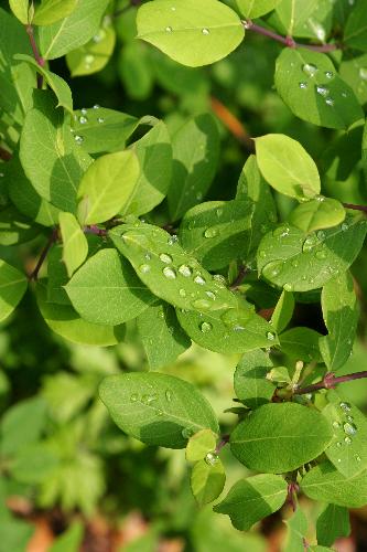 Nature_Leaves - A close-up Shot