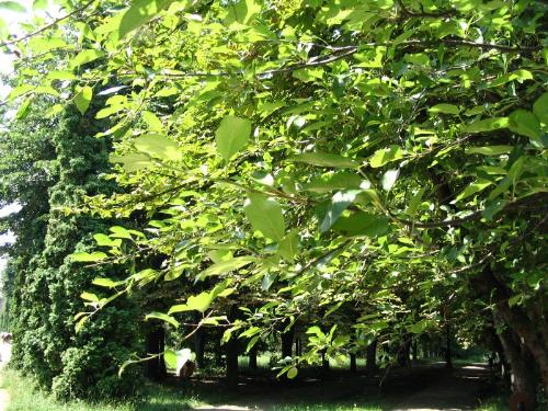 A narrow way - in This pic you should walk with ur head low, so you will not hit teh branches