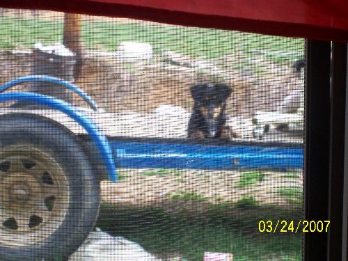 O-Tok-Tay - My puppy named O-tok-Tay. He is full grown. No one is sure what kind of dog he is. Some ladies dog had puppies. She gave them all away, except 2 so she was gonna take them to the pound. So I took both of them