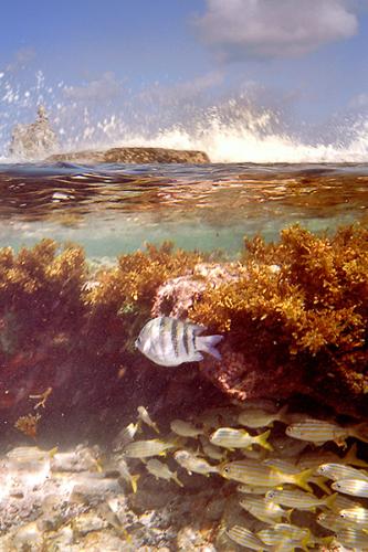 atalaia natural pool - Noronha island