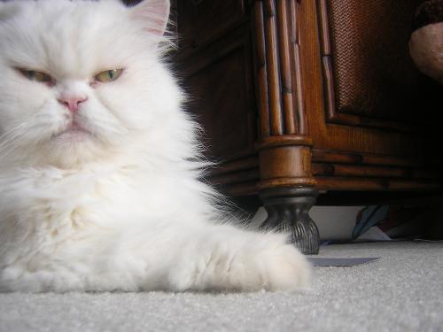 philisity - my second kitty, philisity. she's full persian and eleven years old.